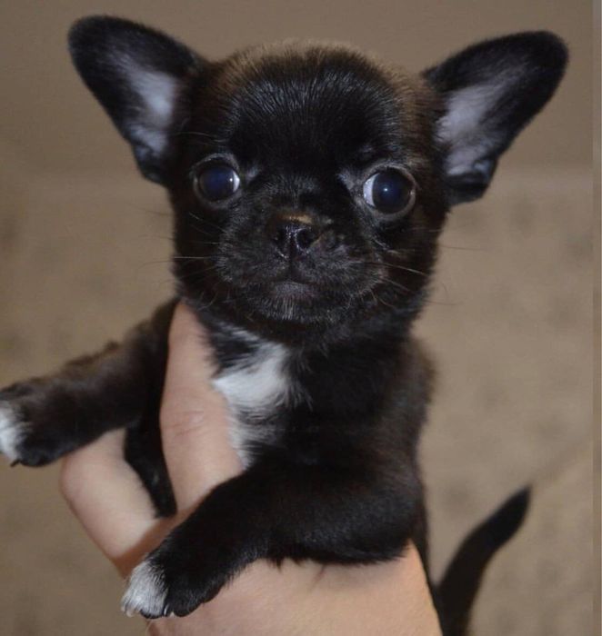 Femela din rasa CHIHUAHUA disponibila!