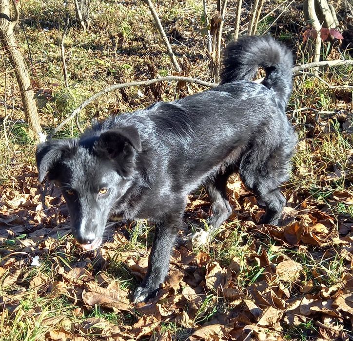 Adoptie catel sase luni