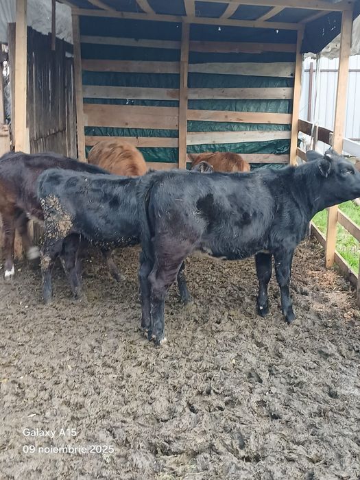 Vîței de rasă de vînzare