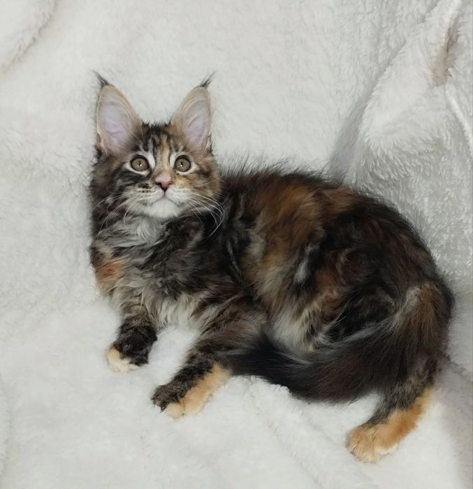 Продаются котята мейн куны