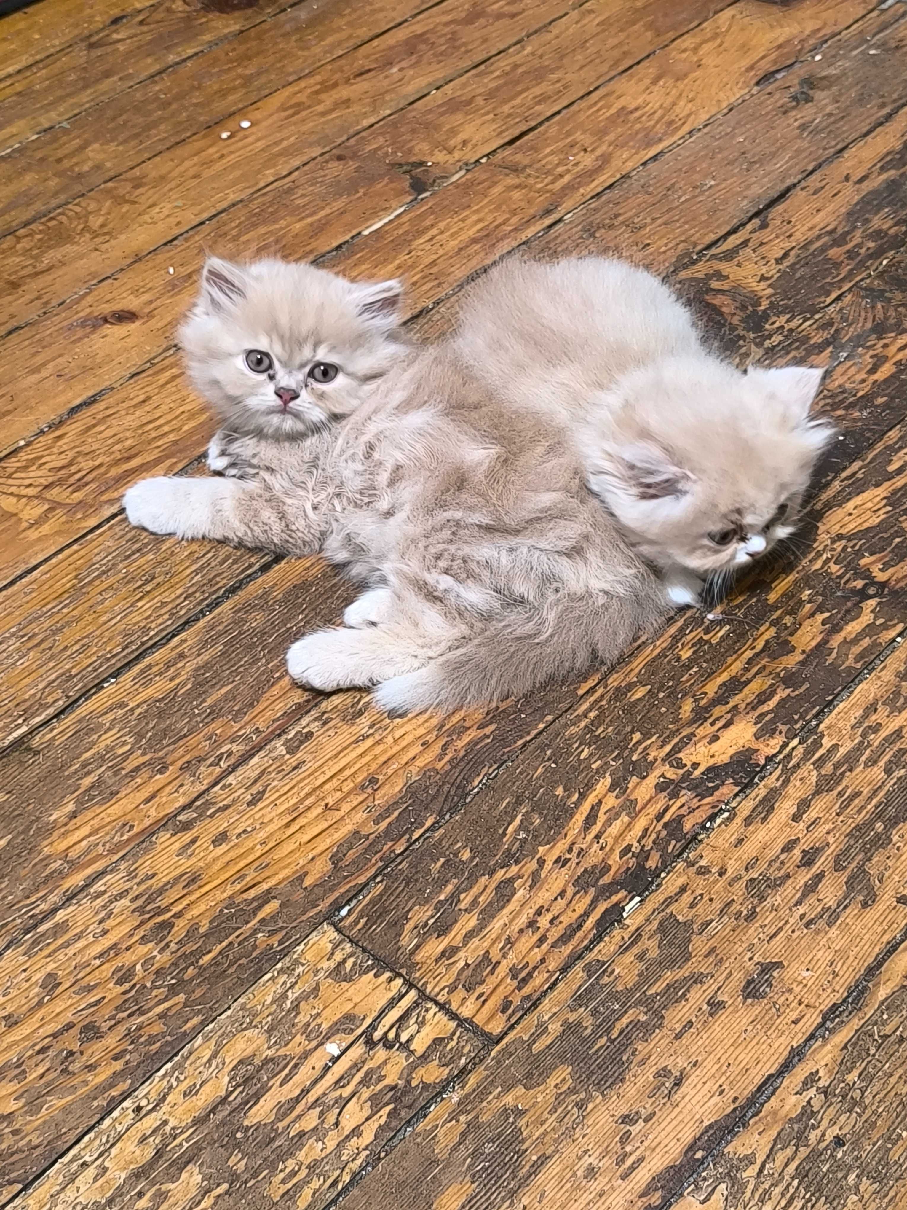 Персийски котета