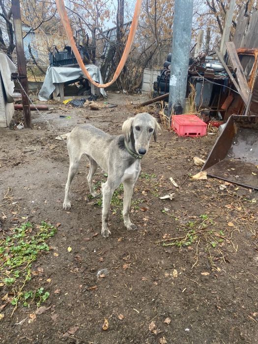 Ауызданған ТАЗЫ сатылады