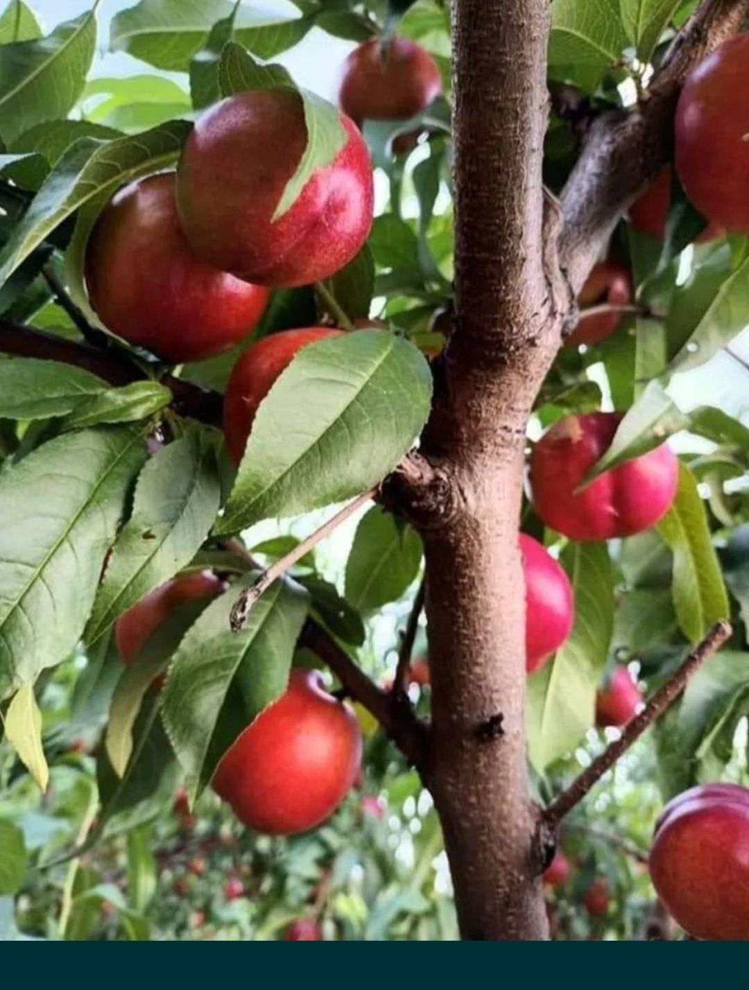 Piersici și nectarine pentru țuică