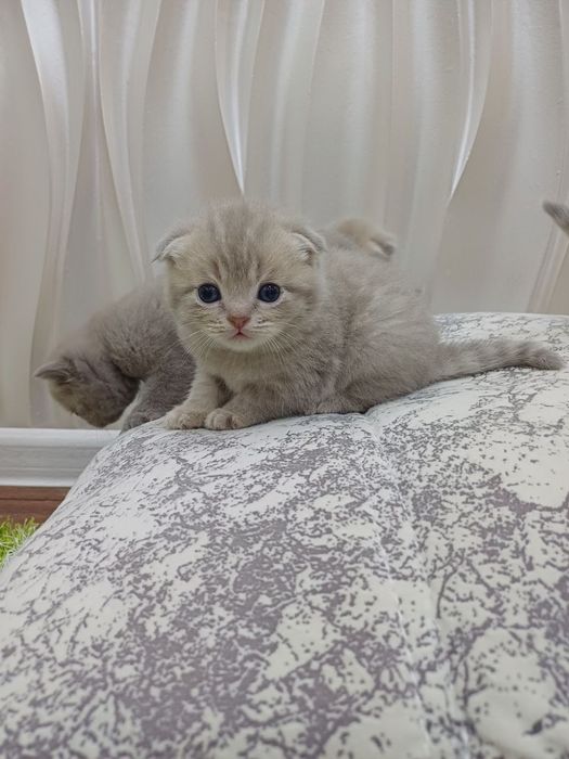 Шотландские котята