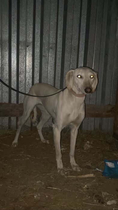 Жаргак тазы сатылады 100% рабочи