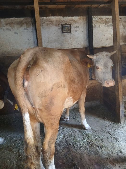 Vând vacă cu vițea