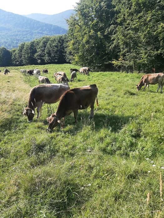 Juninci rasa Brună de Maramureș