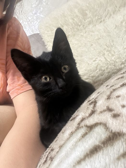 котенок/котята 2 месяца девочка