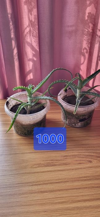 Продам лечебное Алоэ. 1 000 и 1500 тг цветок. Талгар, р-н швейки