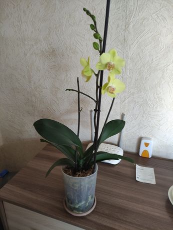 Продам орхидеи фаленопсисы