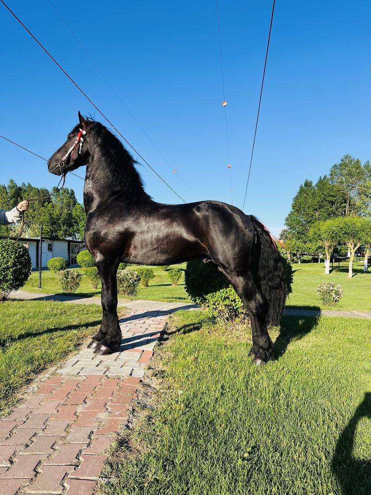 Cal Armasar friesian 3 ani