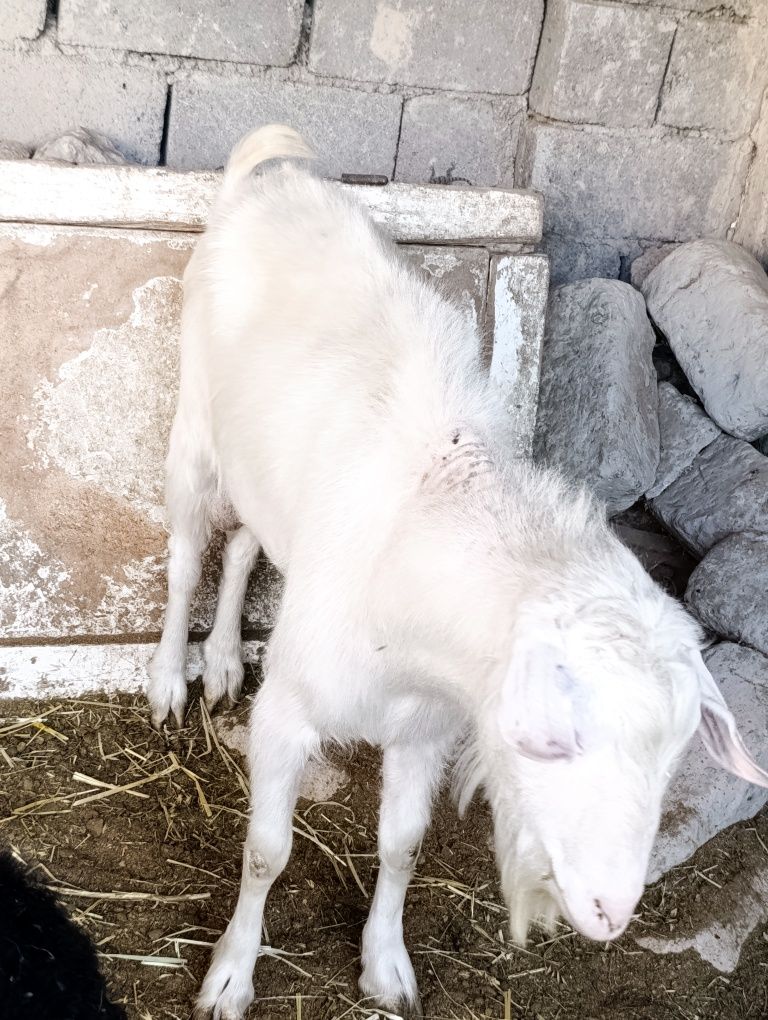 Echki taka sotiladi zitgaham buladi rasiski