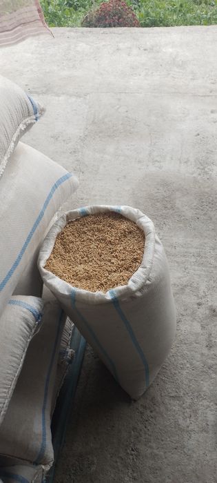 Lazer sholi sotiladi