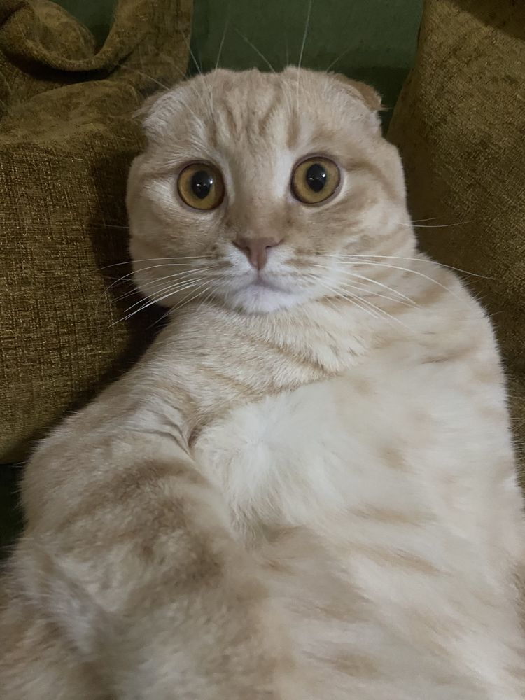 Вязка кота, скоттиш фолд