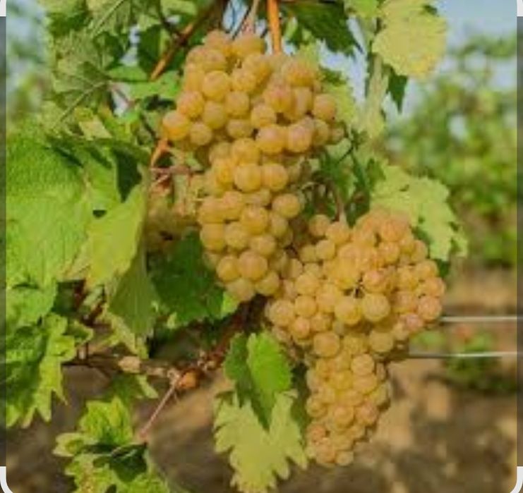 Vand  struguri nohan negru ( ananas) si nohan alb