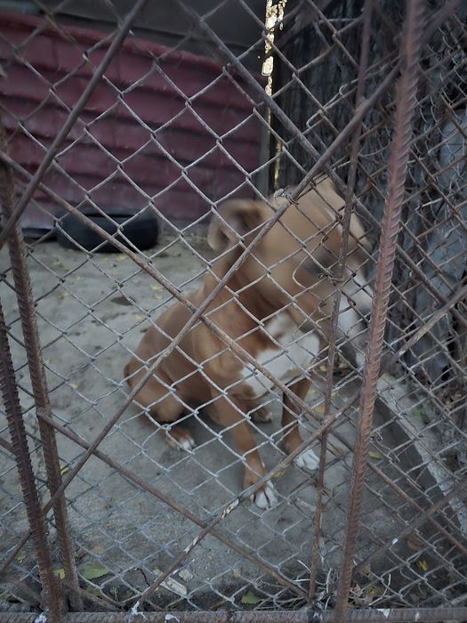 Продам стафорд молодой