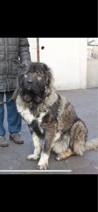 Прдам кобеля кавказской овчарки