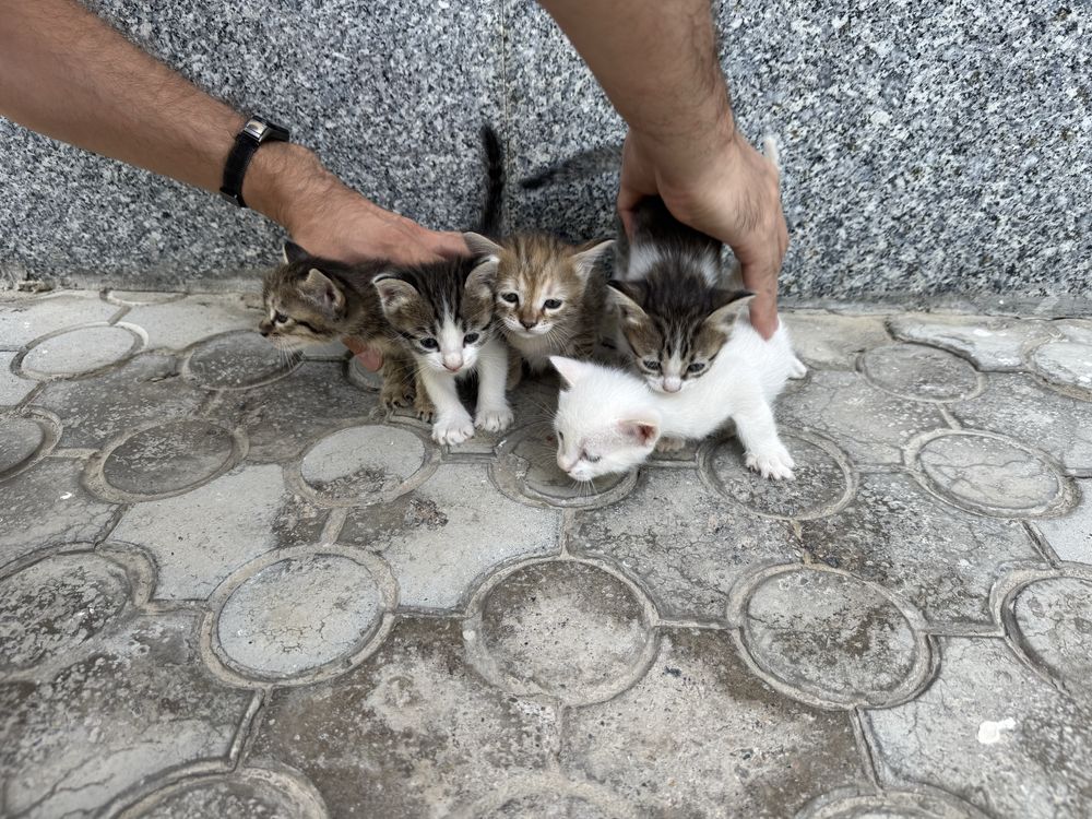 Отдам котят в хорошие руки