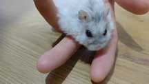 Hamster si cușcă+ mancare si rumeguș