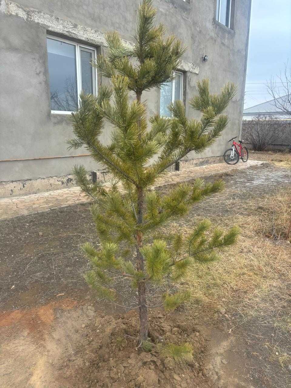 продается сосна от 1 метра до 3-х метров