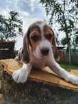 Puiuț beagle tricolor