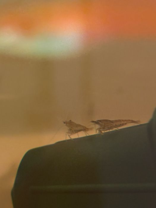 Продам креветок Амано