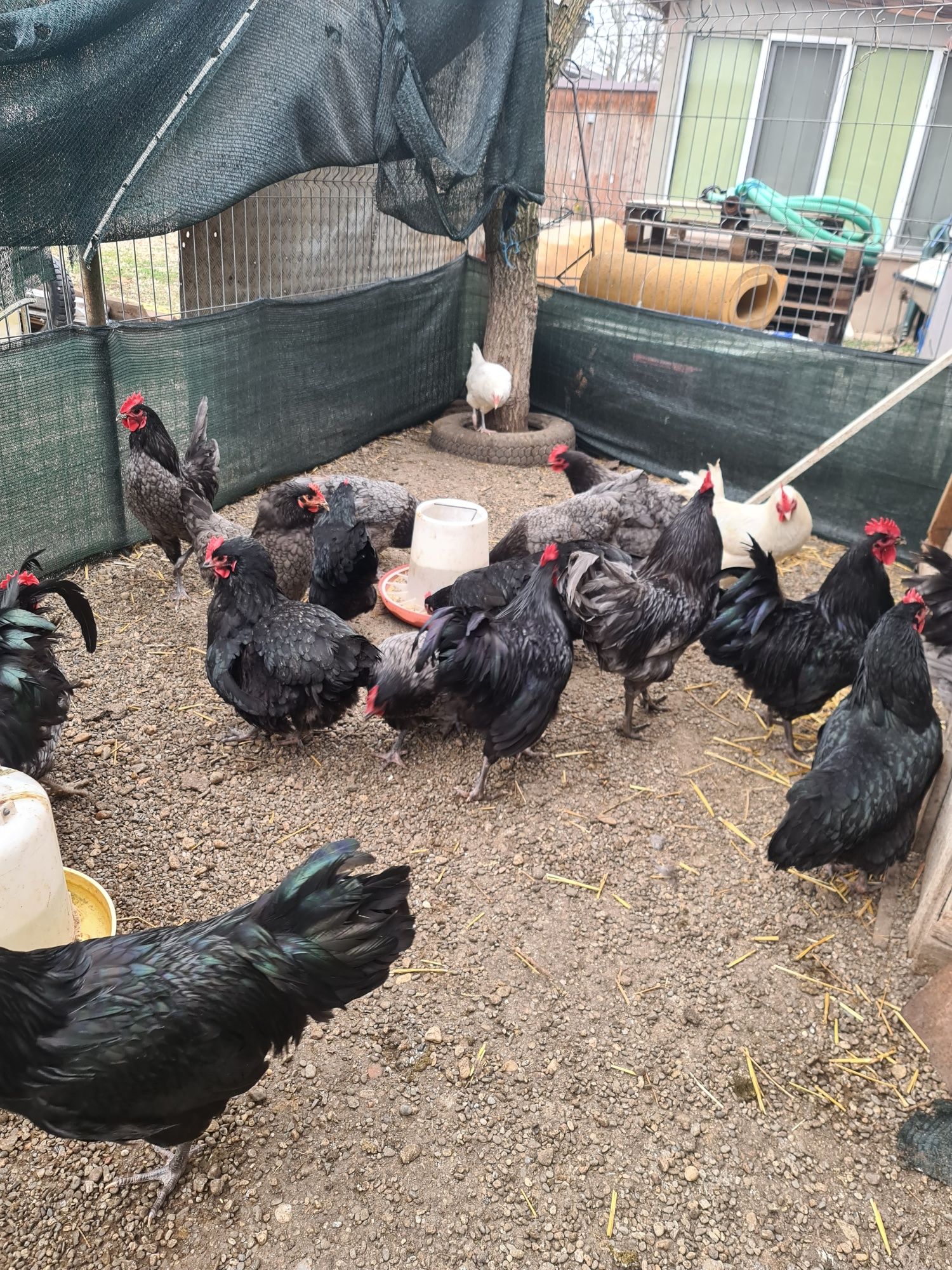 De vânzare  australorp