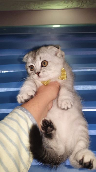 Продаётся котята