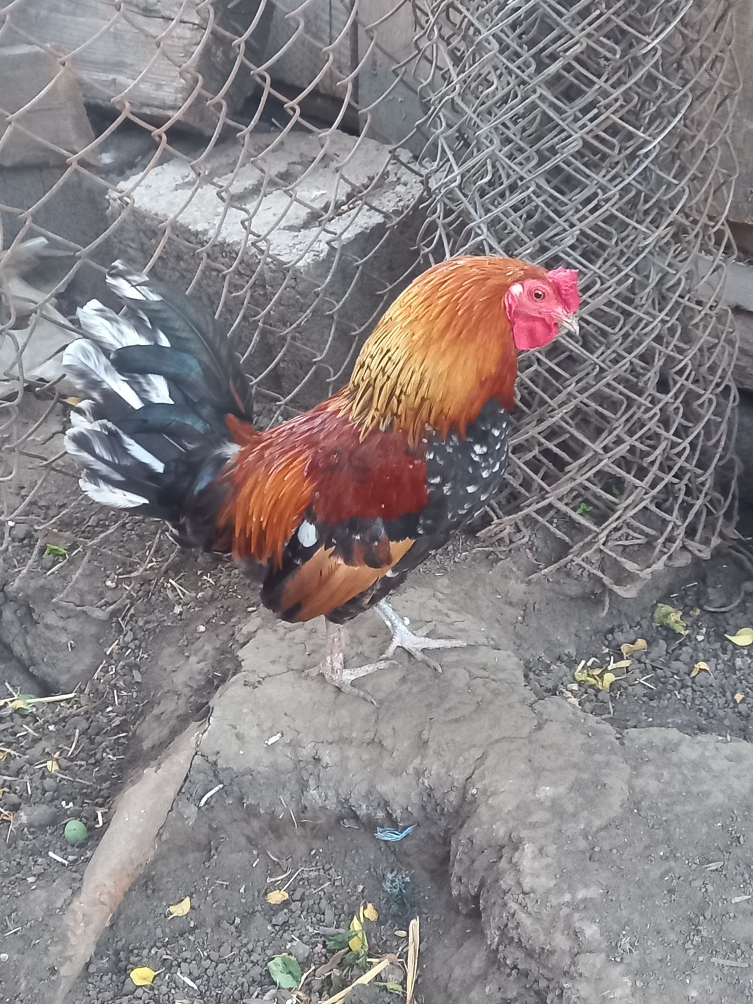 Cocos pitic american