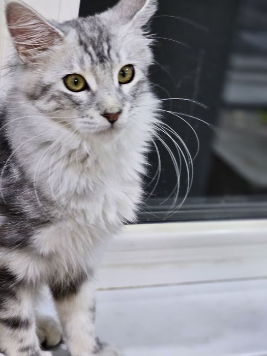 Продажа котят породы май-кун