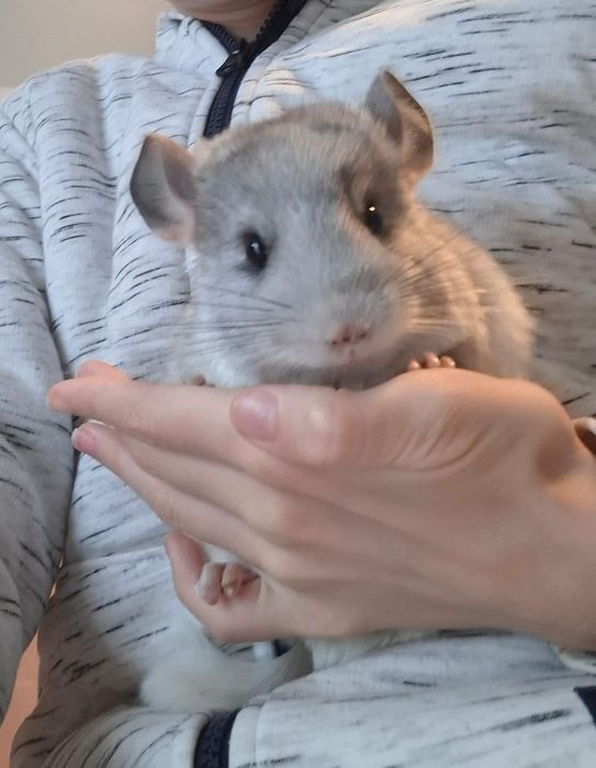 Chinchila Șinsila pui