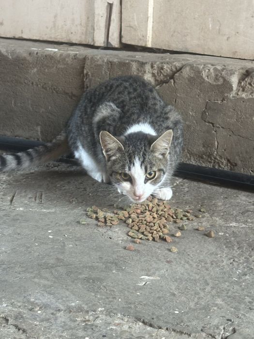 Donez 3 pisici,nu sunt de rasa dar sunt prietenoase