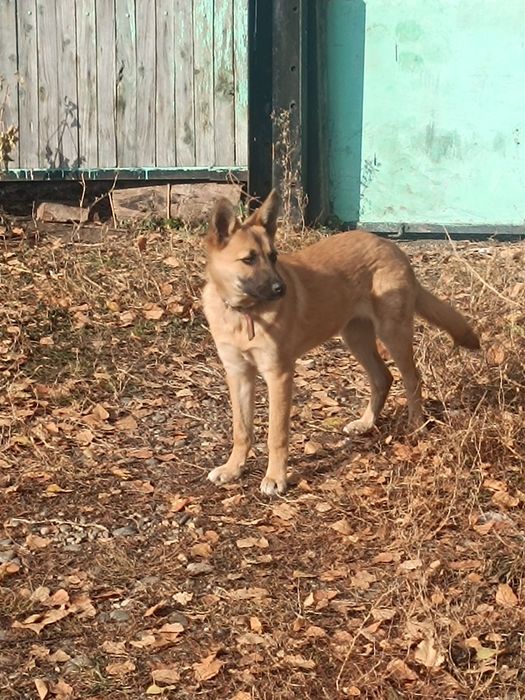 Отдам щенка в надёжные руки
