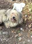 Donez / Adoptie catel pierdut Ploiesti