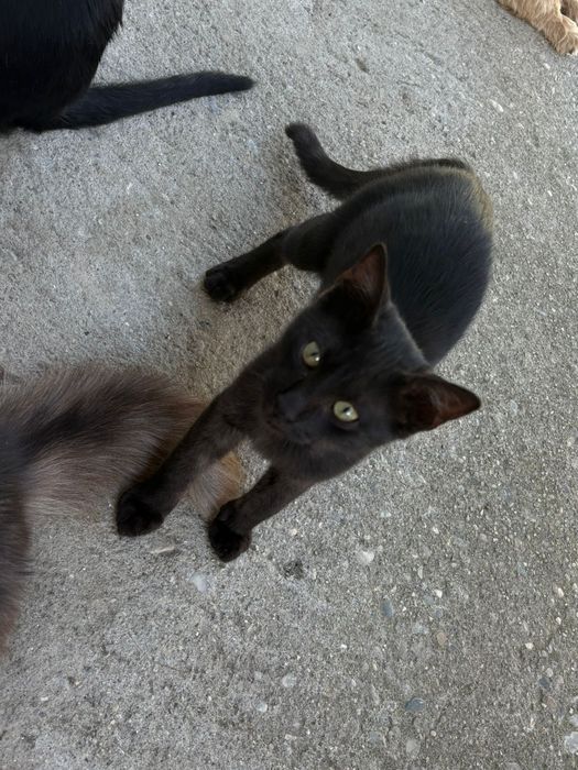 Ofer spre adopție 3 băieți de pisica!