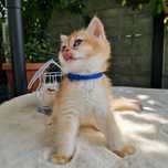 British shorthair