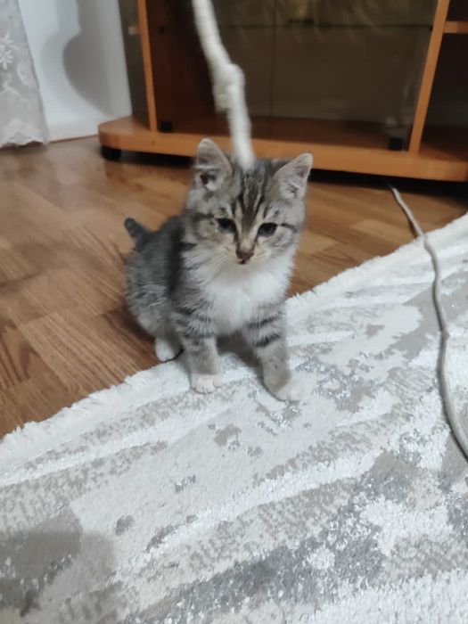 Котенок,1.5 мес.в добрые руки