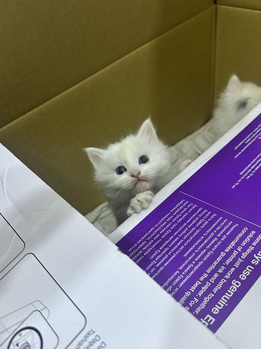 Продаю домашних котят