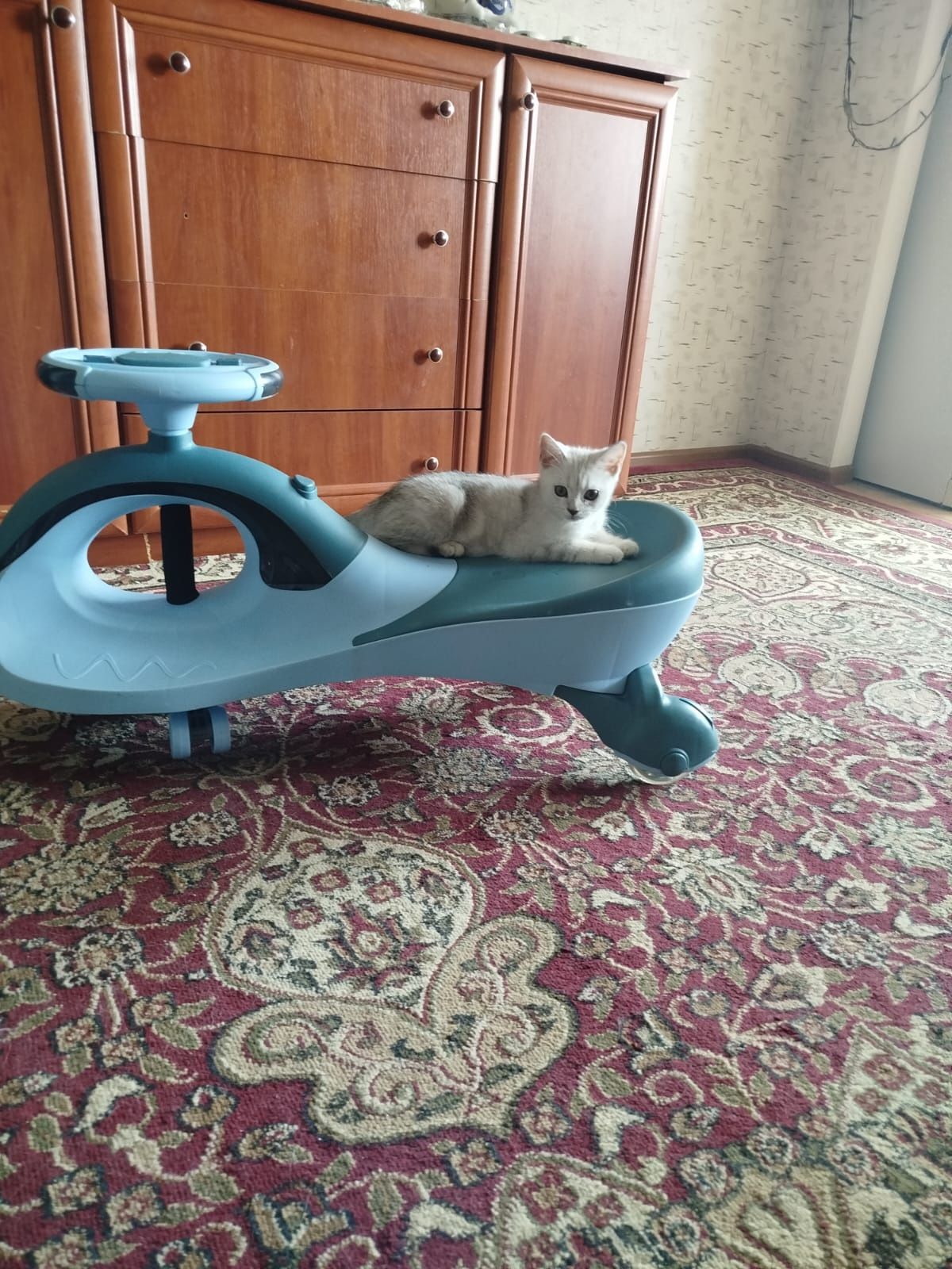 Продается котёнок