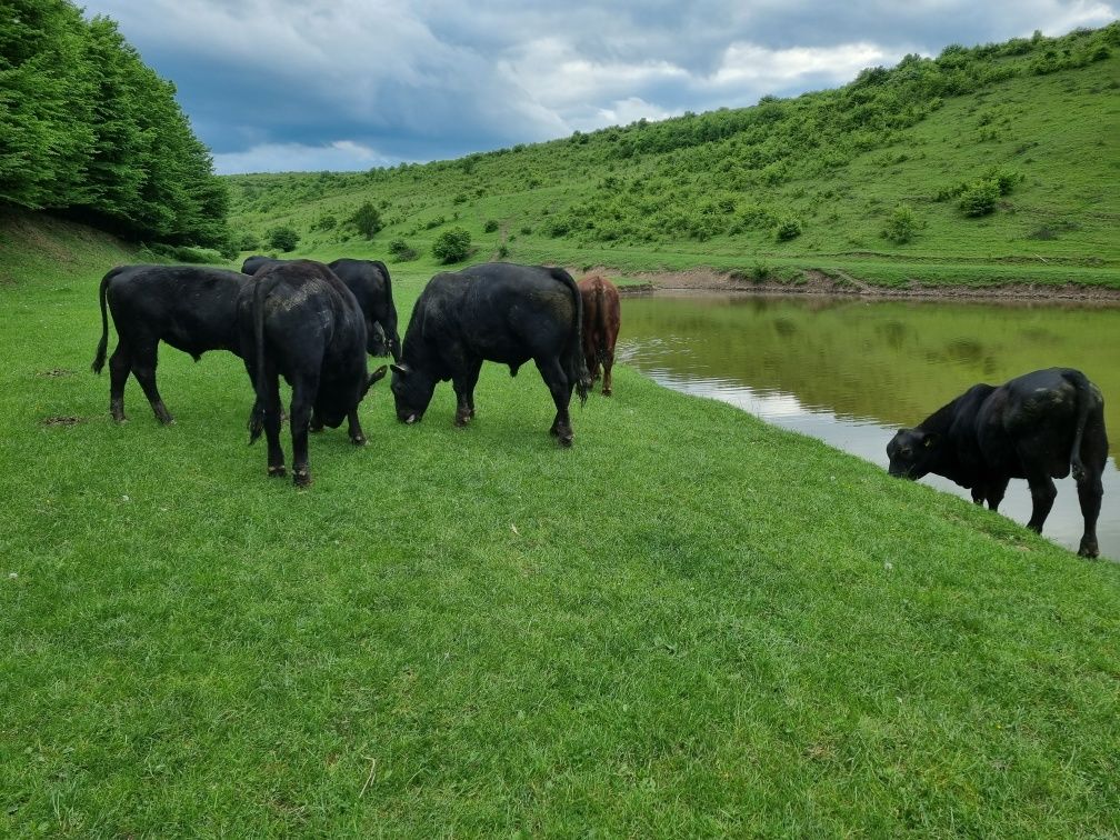 Vând tauri Aberdeen Angus