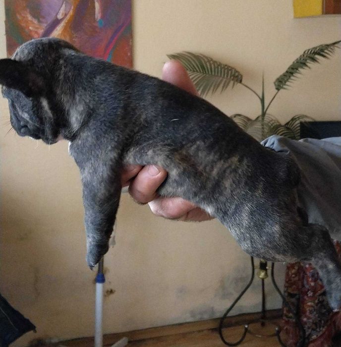 Френски булдог/малки кученца