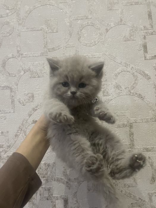 Mushuk  2 oylik  Britanskiy paroda