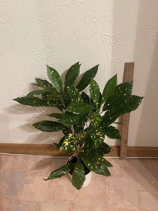 Аукуба японская.