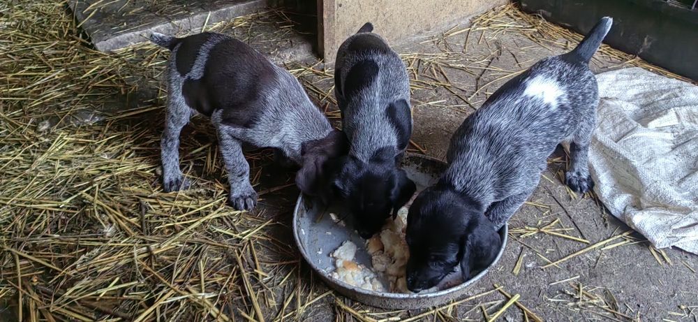 дратхар, ловджийско куче