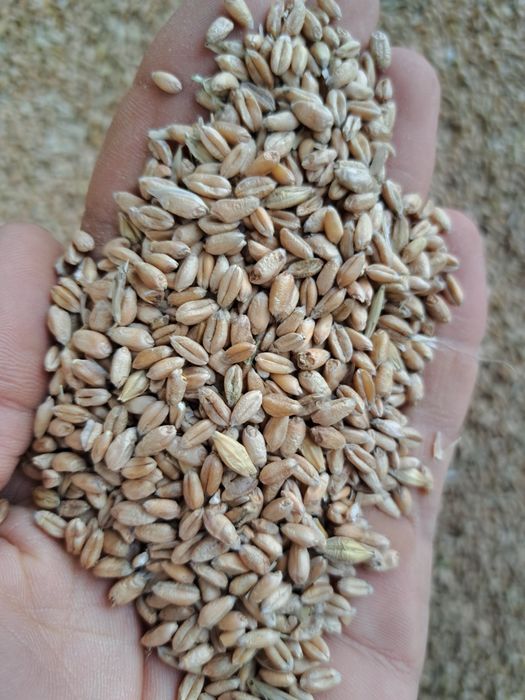 Toza bug'doy sotiladi!