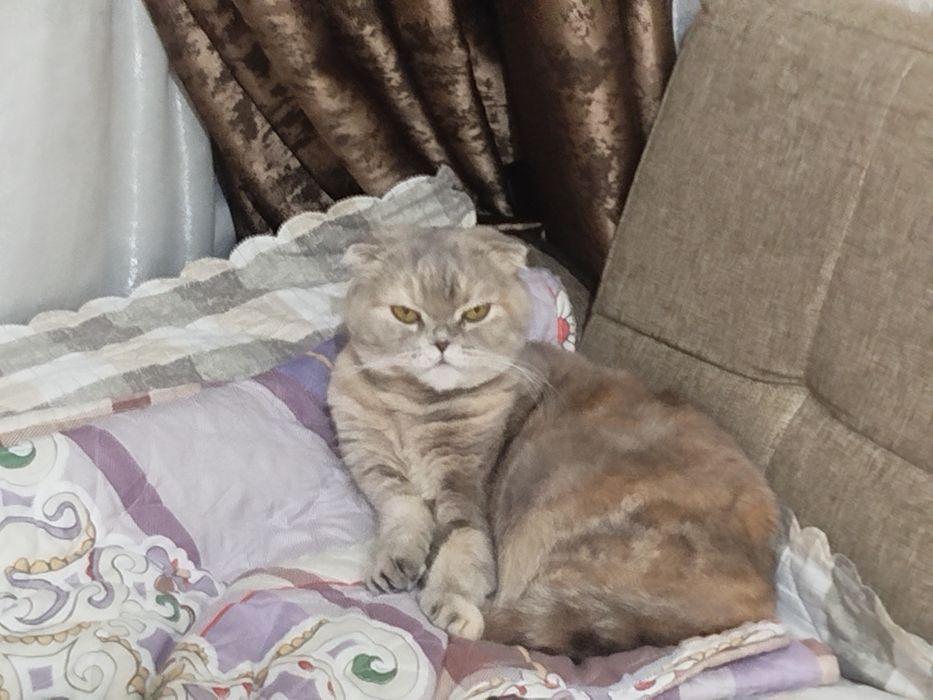Шотландская кошка девочка