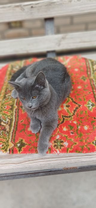 Скоттиш страйд мушукча угил