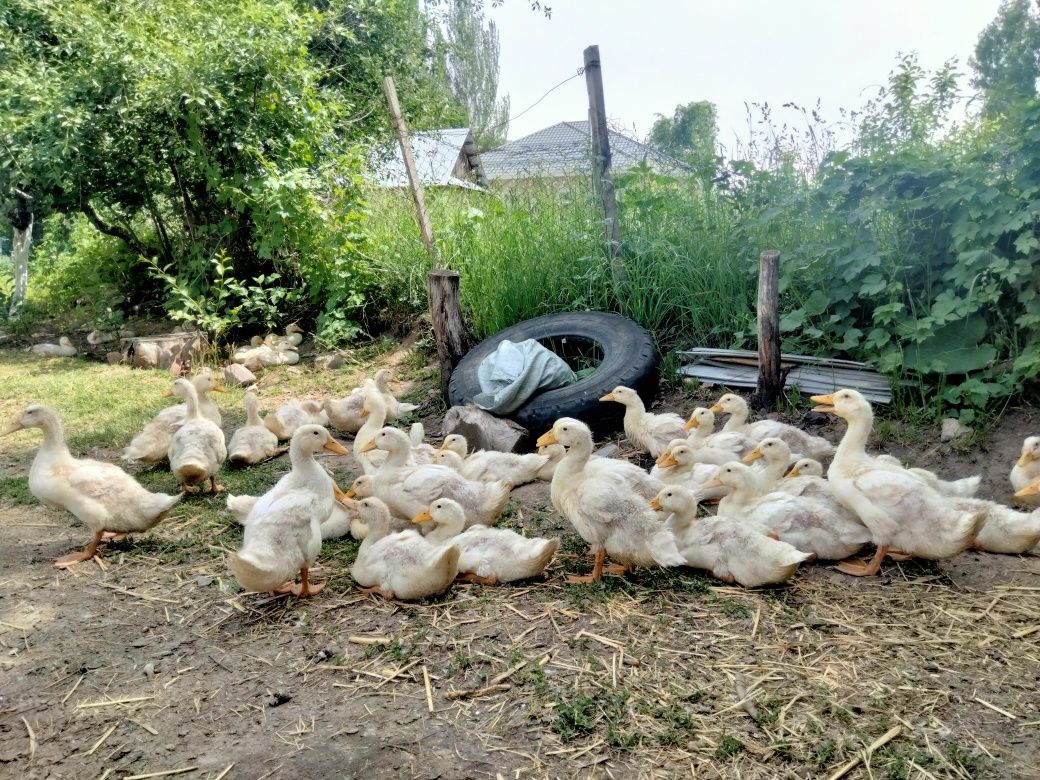 Гусята и Инкубационное яйцо( Башкирия , Татарстан)Утята Бройлера