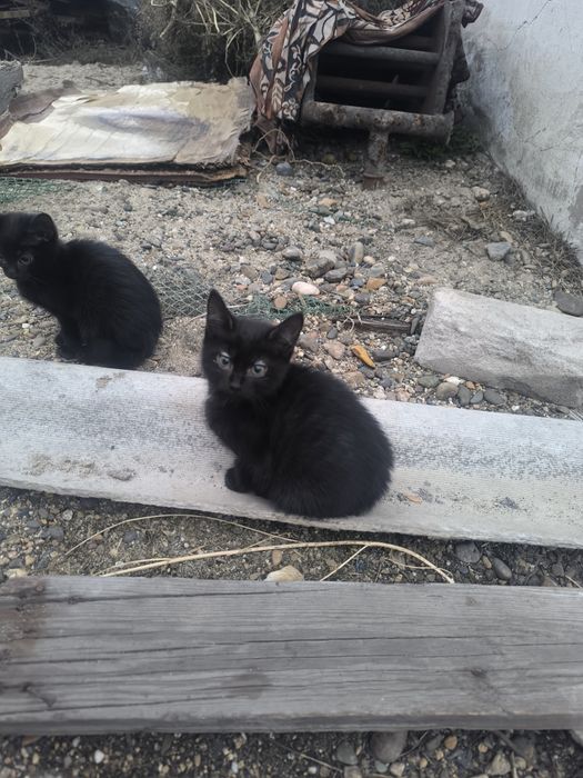 Отдам котят в хорошие руки