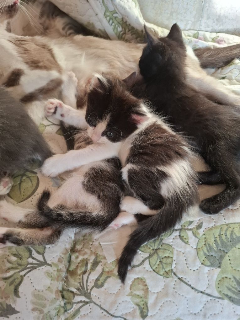 Търсим любящ дом за 3 месечни котенца!